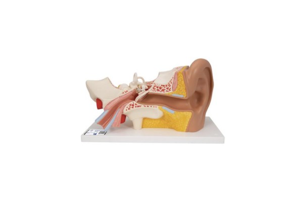 model ucha ludzkiego, 3 razy większy od naturalnej wielkości, 4 części - 3b smart anatomy - 1000250 [e10] 3b scientific modele anatomiczne 2